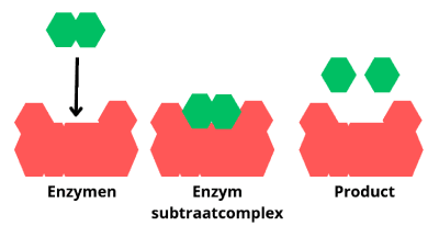 Werking van katalysatoren en enzymen